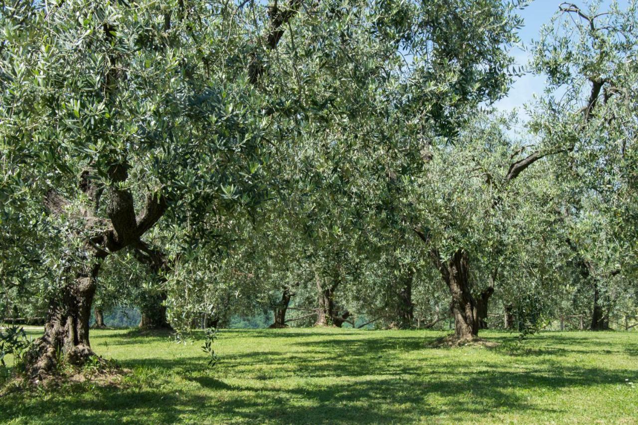 Agriturismo Podere La Casa Palaia Exterior foto